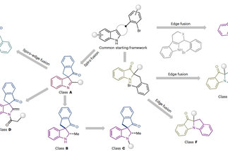 A divergent intermediate strategy yields biologically diverse pseudo-natural products