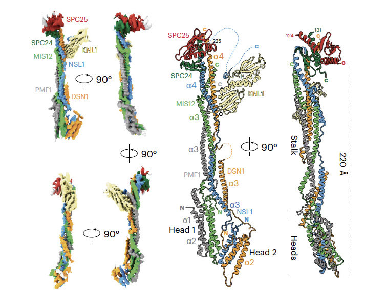 Structure of the human KMN complex and implications for regulation of its assembly