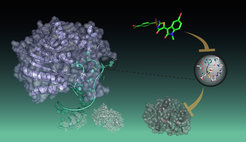 Newly developed inhibitor (green) prevents METTL16 (purple) from interaction with target RNA (turquois) and thus inhibits the transfer of the methyl group (Me).
