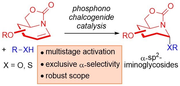 Harnessing Multistep Chalcogen Bonding Activation in the &alpha;-Stereoselective Synthesis of Iminoglycosides