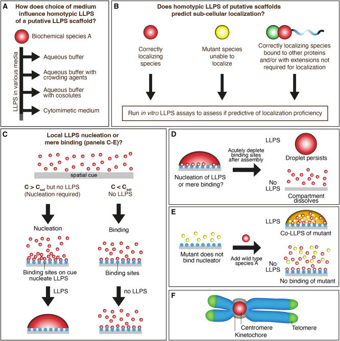 A validation strategy to assess the role of phase separation as a determinant of macromolecular localization