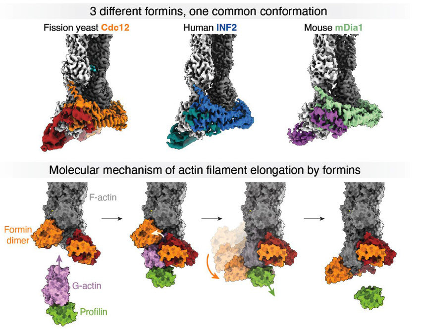 Molecular mechanism of actin filament elongation by formins