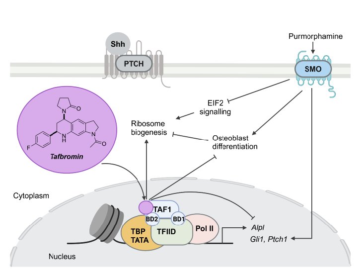 Tafbromin selectively targets the TAF1 bromodomain