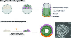 Schema der embryonalen Entwicklung der Maus (oben) und des Embryo-ähnlichen Modellsystems zur Modellierung der Interaktionen zwischen Epiblast (grün), viszeralem Endoderm (violett) und extraembryonalem Gewebe (grau).