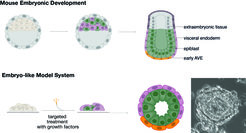Schematic of mouse embryonic development (top) and the embryo-like model system (bottom) for modelling the interactions between epiblast (green), visceral endoderm (violet) and extraembryonic tissue (grey).