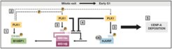 Summary showing the finale model of this study.