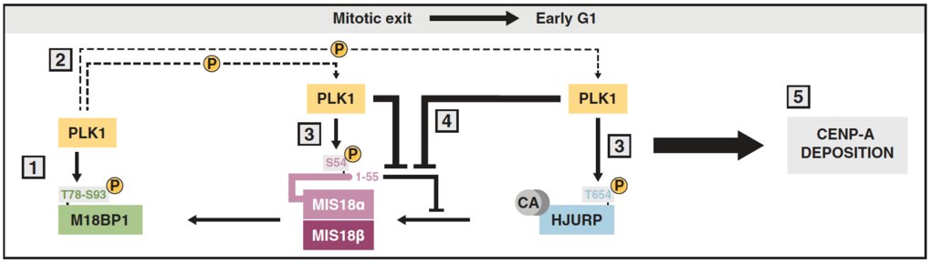 Role of protein kinase PLK1 in the epigenetic maintenance of centromeres