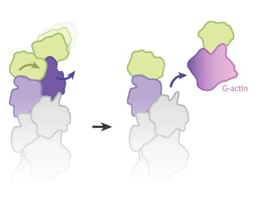 Phalloidin and DNase I-bound F-actin pointed end structures reveal principles of filament stabilization and disassembly