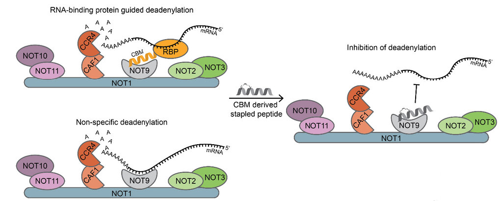 Stapled Peptides as Inhibitors of mRNA Deadenylation