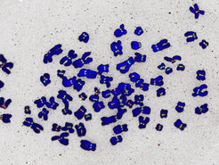 Chromosomes (blue) with proteins (green, red) localized at the centromere.