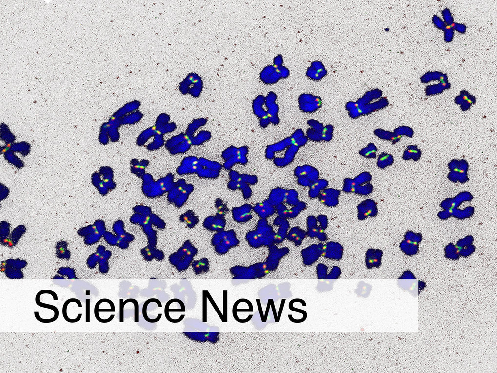 Chromosomes (blue) with proteins (green, red) localized at the centromere. 
