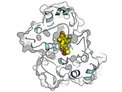 Symbolic image: An active substance binds to its cellular target structure.
