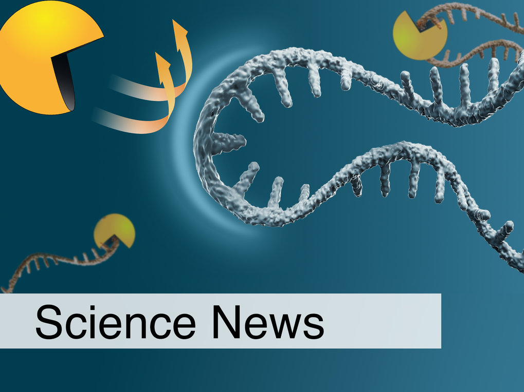 Messenger RNA (blue) is protected from degradation (yellow)