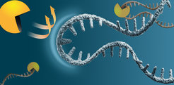Messenger RNA (blue) is protected from degradation (yellow).