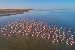 Gruppe Flamingos, die im Wasser starten