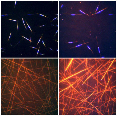 Regulation of minimal spindle midzone organization by mitotic kinases