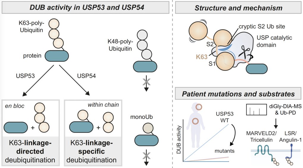 Discovery and mechanism of K63-linkage-directed deubiquitinase activity in USP53