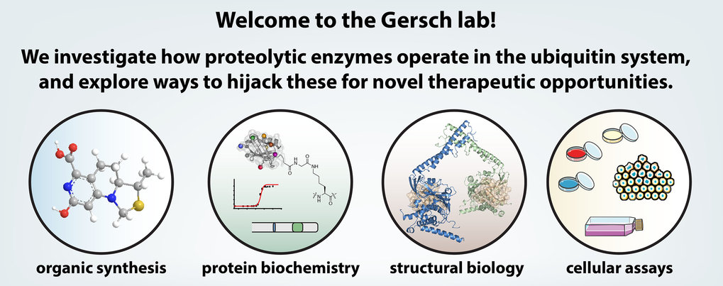 gersch lab: we investigate how proteolic enzymes operate in the ubiquitin system, and expolre way to hijack for novel therapeutic oppotunities.