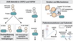 Wie die Deubiquitinasen USP53 und USP54 lange Polyubiquitinketten spalten und wie erstere mit Lebererkrankungen bei Kindern in Verbindung stehen.