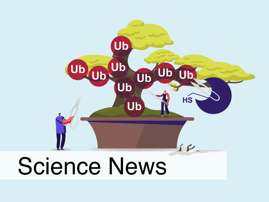 Molecular gardening: New enzymes discovered for protein modification pruning