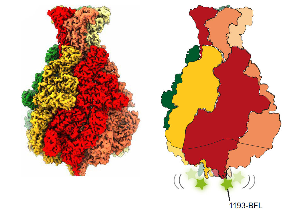 Multistate kinetics of the syringe-like injection mechanism of Tc toxins