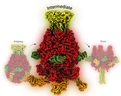 Umwandlung des Tc-Toxin-Komplexes bei der Injektion in die Zelle. Die verschiedenen Teile der TcA-Komponente des Toxins sind hervorgehoben, nämlich die Hülle (rot), der Kanal, durch den das tödliche Enzym ausgestoßen wird (gelb), und die Rezeptorbindungsdomänen, die im mittleren Zustand (grün und orange) ausklappen.