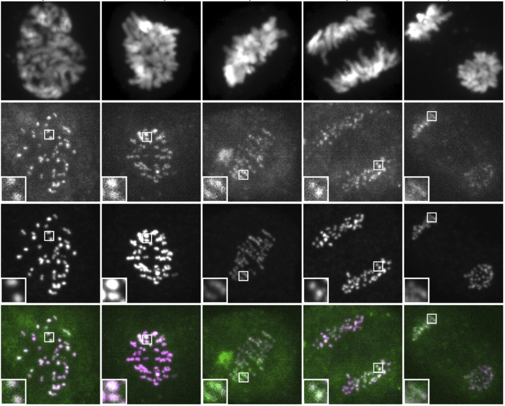 Interactions with multiple inner kinetochore proteins determine mitotic localization of FACT
