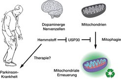 Hemmung der Deubiquitinase USP30 fördert die Mitophagie und damit die mitochondriale Erneuerung in dopaminergen Nervenzellen und könnte daher die Grundlage für eine innovative Therapie der Parkinson-Krankheit bilden.