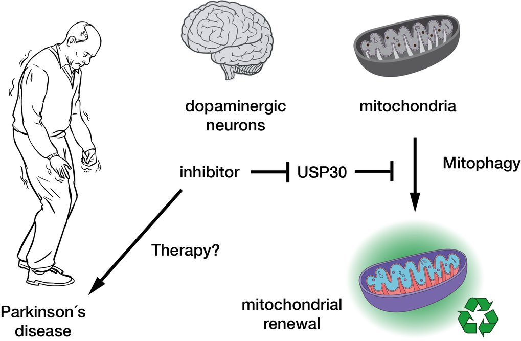 Chimeric deubiquitinase engineering reveals structural basis for specific inhibition of USP30 and a framework for DUB ligandability