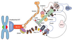 Interplay of kinetochores and catalysts drives rapid assembly of the mitotic checkpoint complex