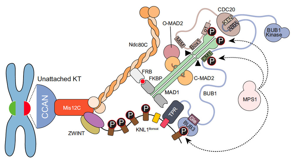 Interplay of kinetochores and catalysts drives rapid assembly of the mitotic checkpoint complex