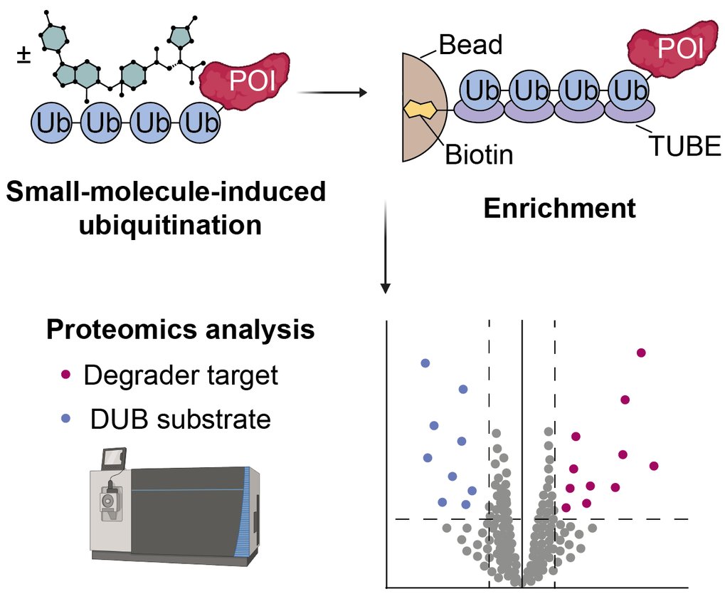 Small Molecule-Induced Alterations of Protein Polyubiquitination Revealed by Mass-Spectrometric Ubiquitome Analysis