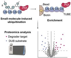 Small Molecule-Induced Alterations of Protein Polyubiquitination Revealed by Mass-Spectrometric Ubiquitome Analysis